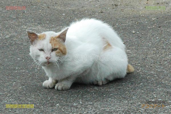 32番鉄塔の下にいた猫