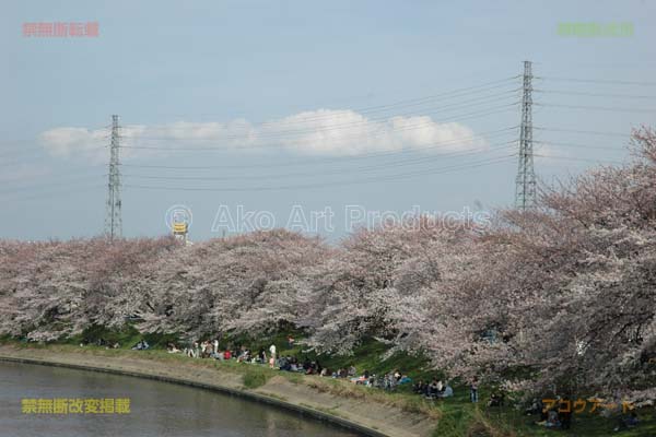 桜堤と山西線